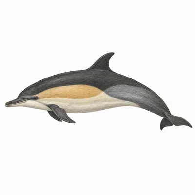 Common Dolphin