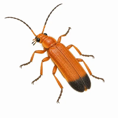 Common Red Soldier Beetle