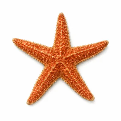 Asterias rubens