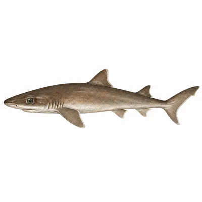 Common Smooth-hound