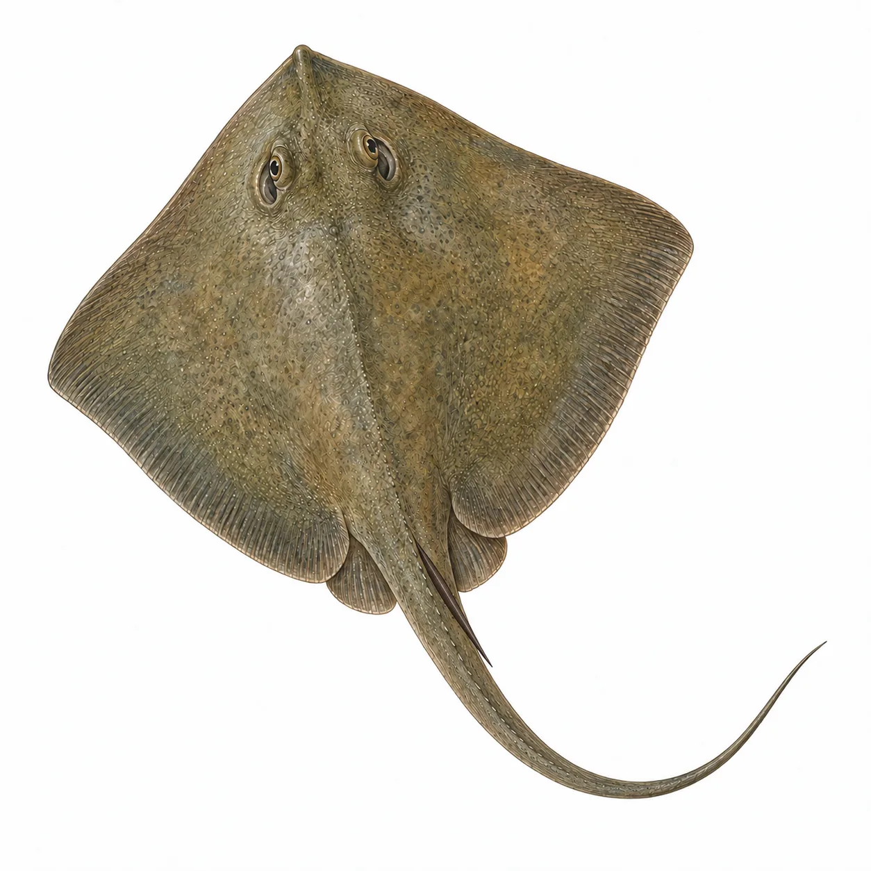Common Stingray