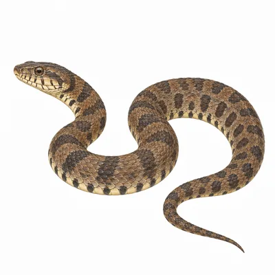 Common Watersnake