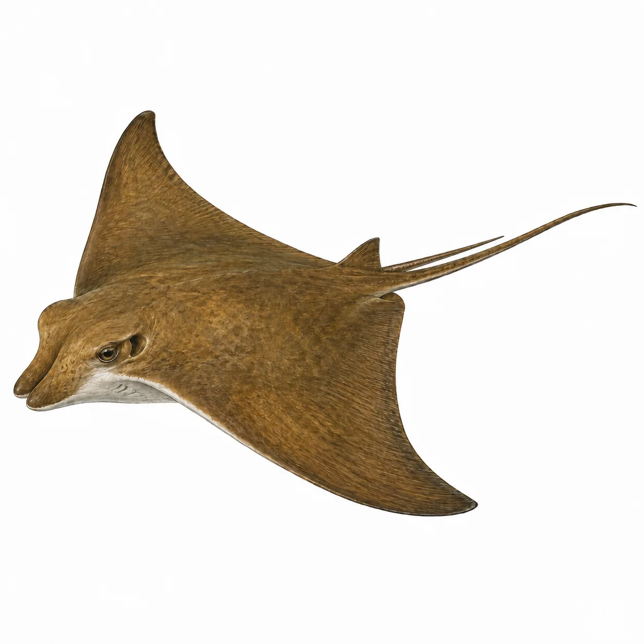 Cownose Ray
