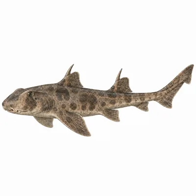Crested Hornshark