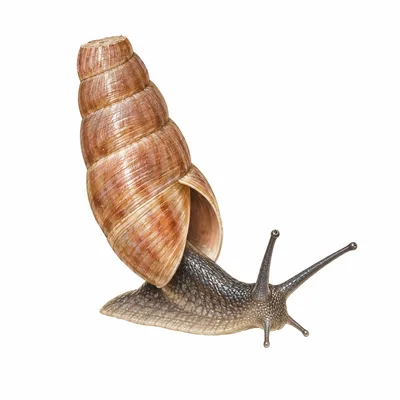 Decollate Snail