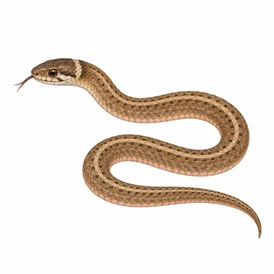 DeKay's Brownsnake