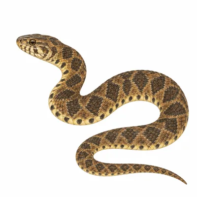 Diamondback Watersnake