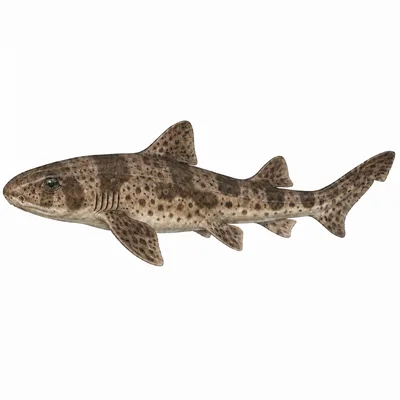 Draughtboard Shark