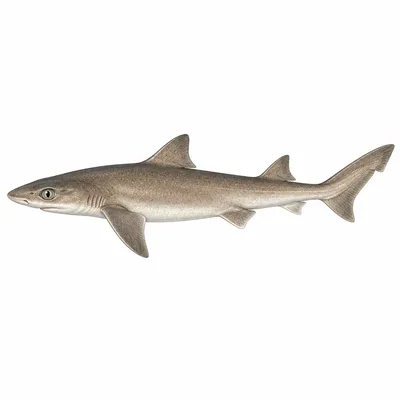 Dusky Smooth-hound