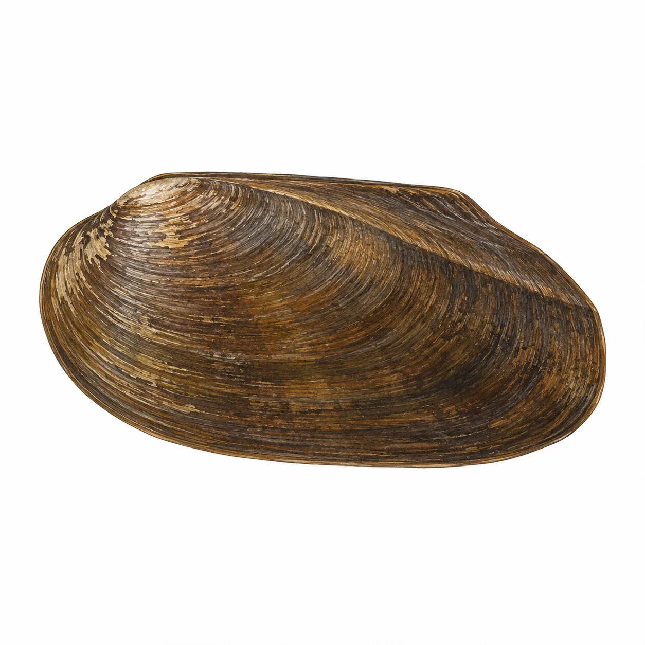 Eastern Elliptio