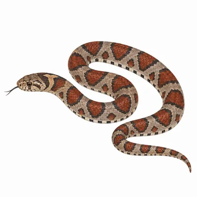 Eastern Milksnake