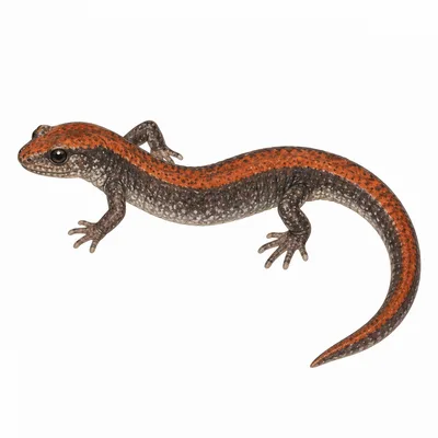 Eastern Red-backed Salamander