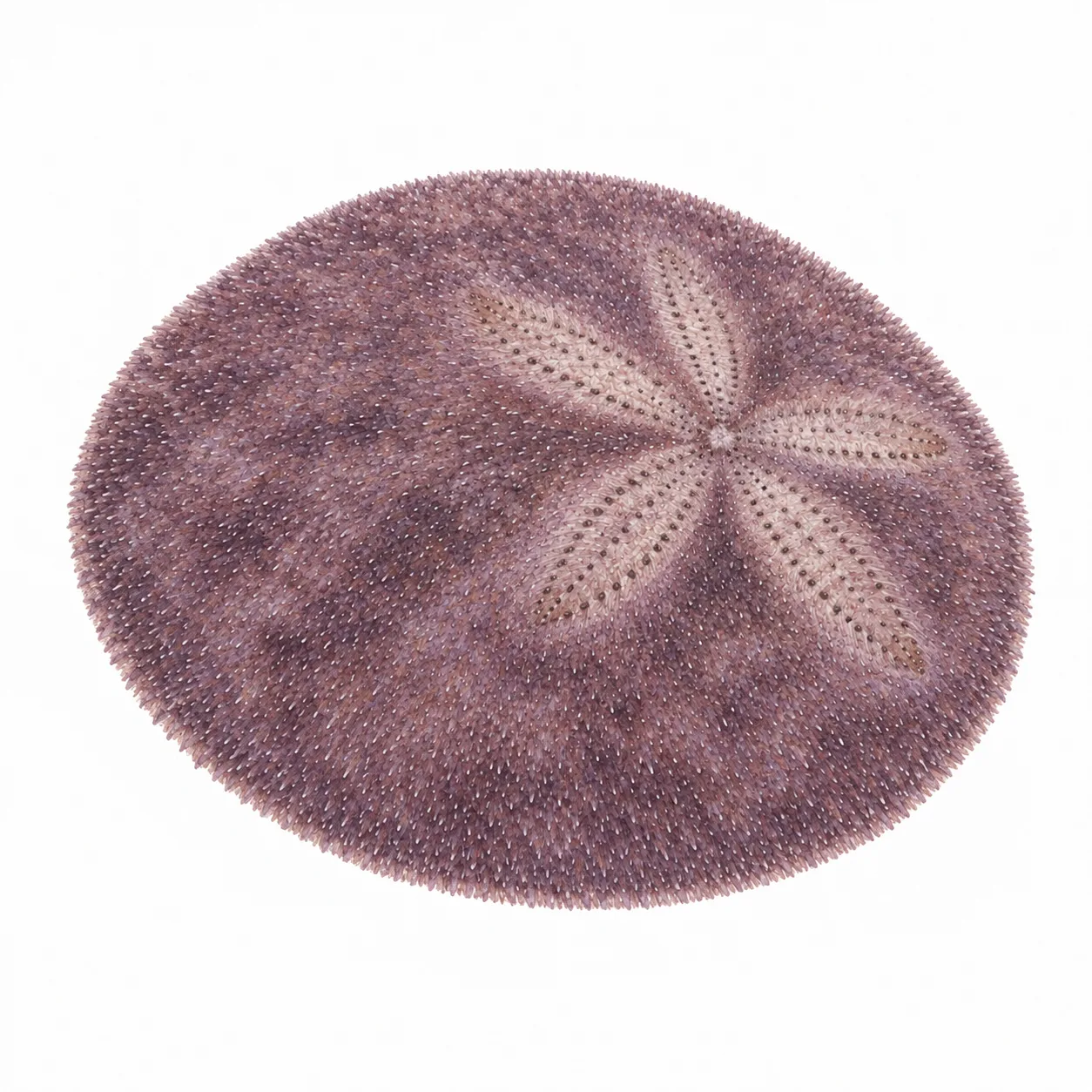 Eccentric Sand Dollar