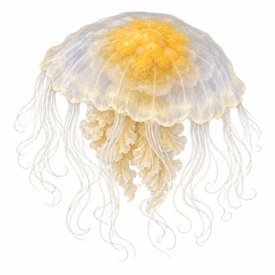 Phacellophora camtschatica