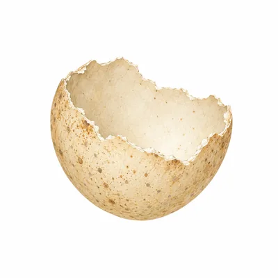 eggshell