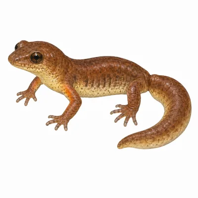 Ensatina