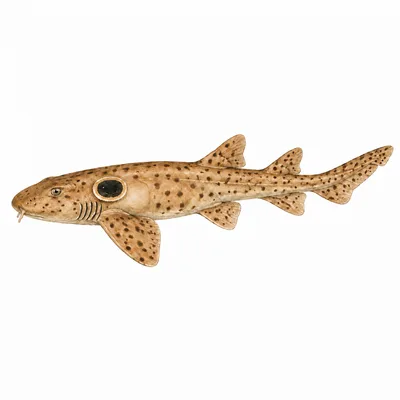 Epaulette Shark