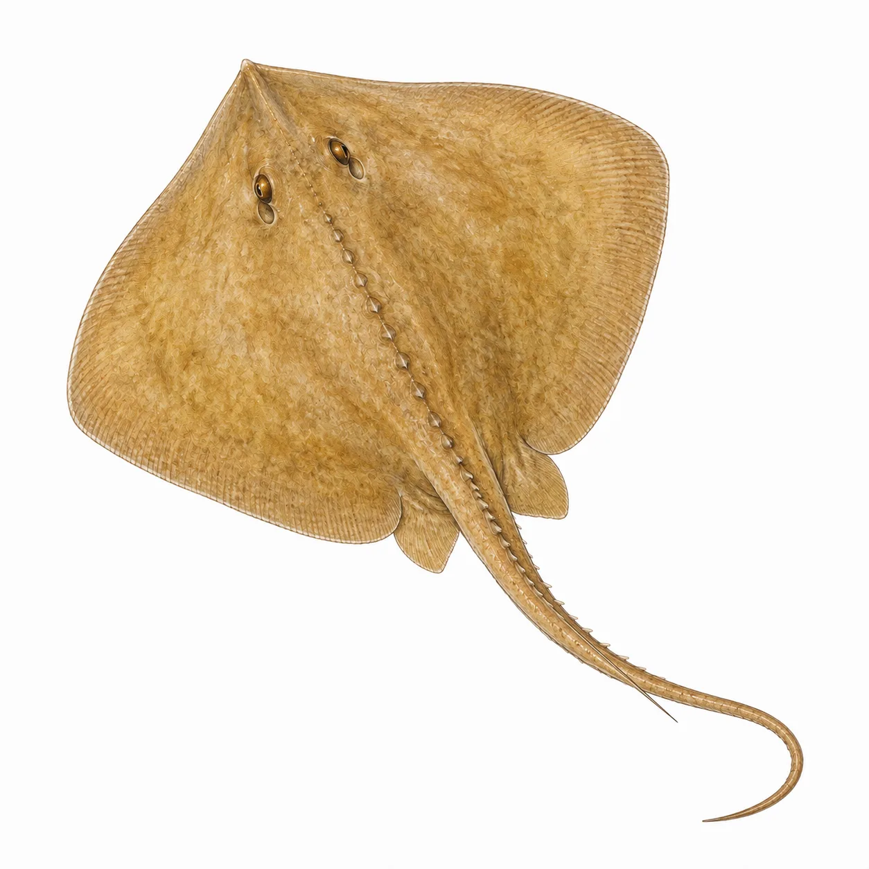 Estuary Stingray