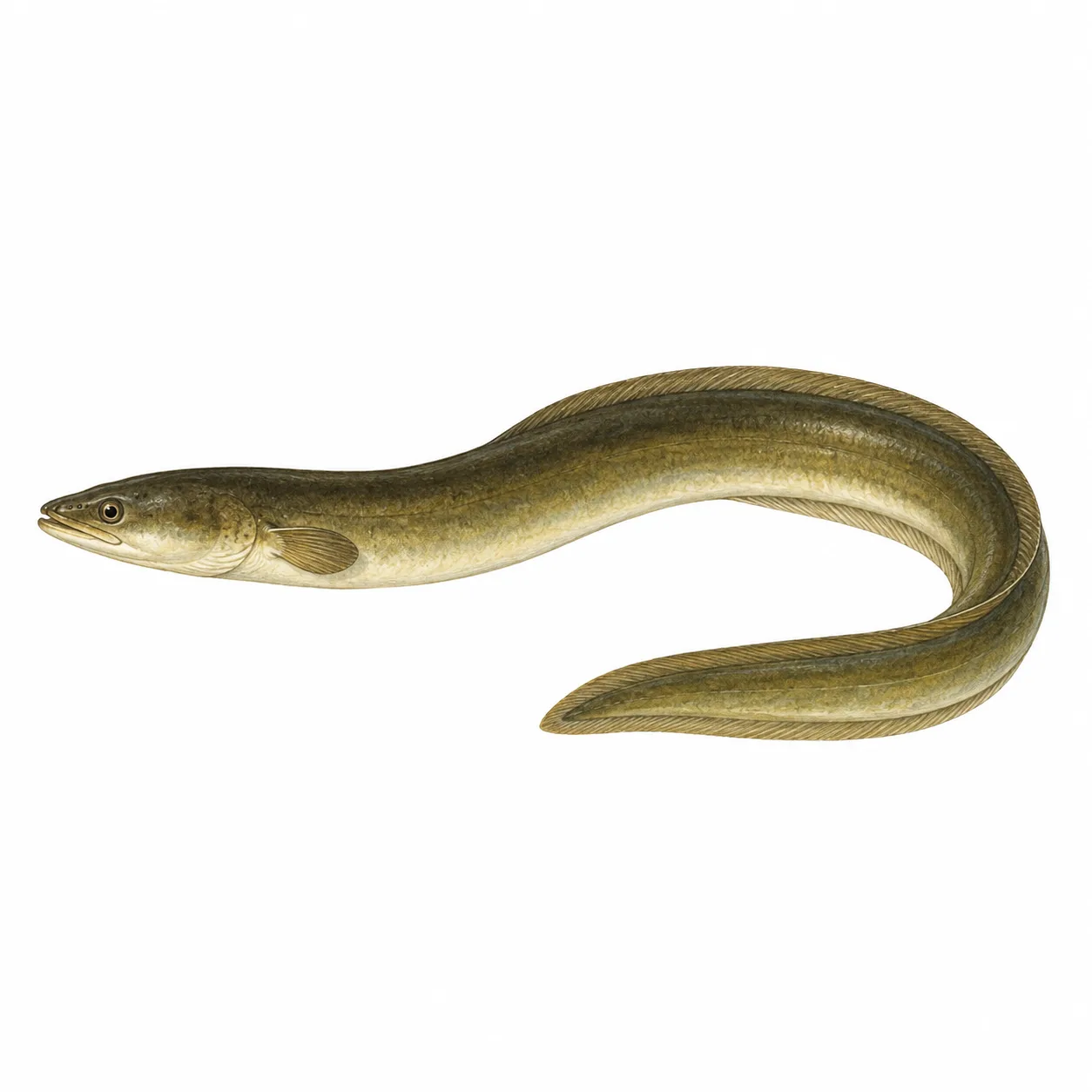 ål