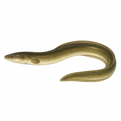 eel