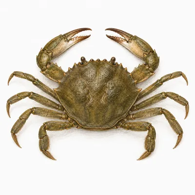 Carcinus maenas