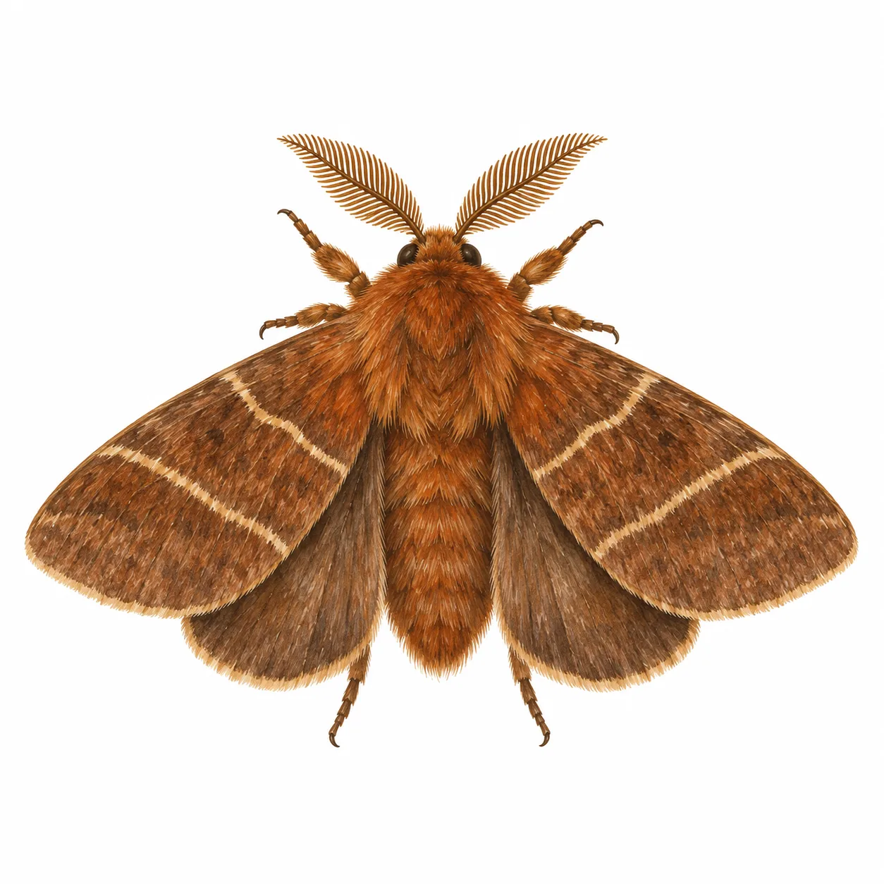 Fox Moth