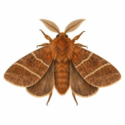 Bombyx de la ronce