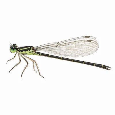 Ischnura posita