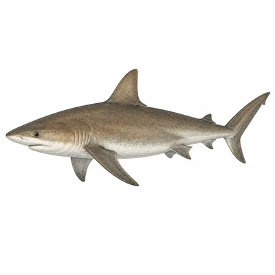 Galápagos Shark