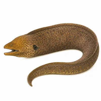 Giant Moray