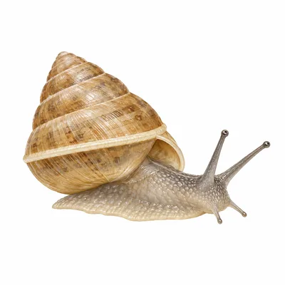 Girdled Snail