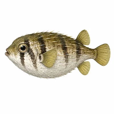 Globefish