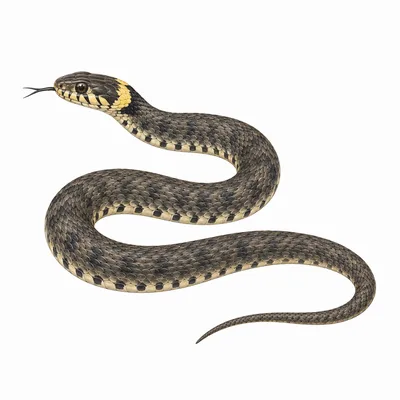 snake