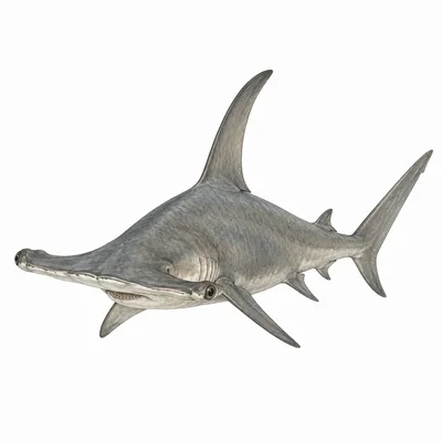Great Hammerhead