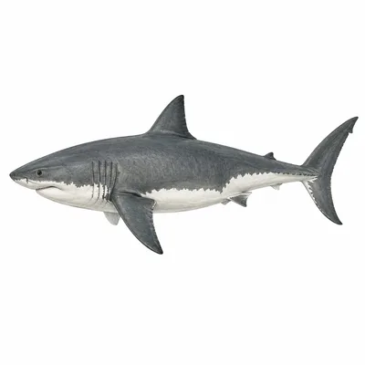 shark