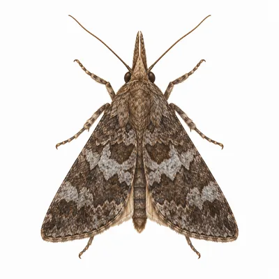 Hypena scabra