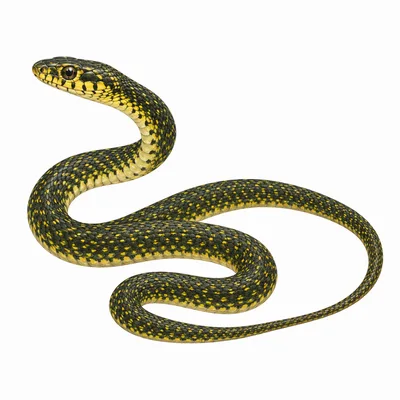 Green Whip Snake