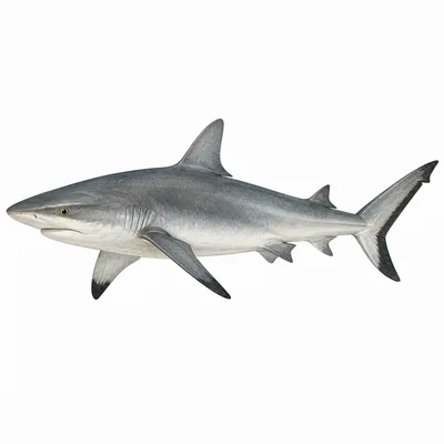 Grey Reef Shark