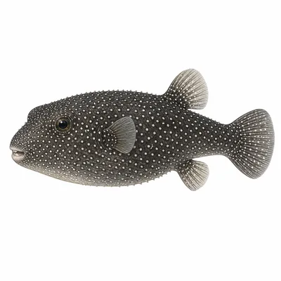 Guineafowl Puffer