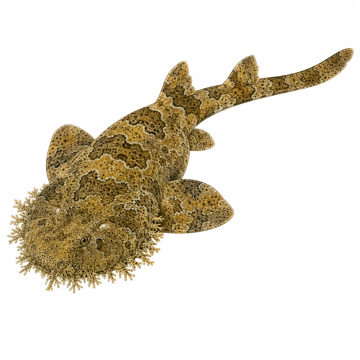Orectolobus halei