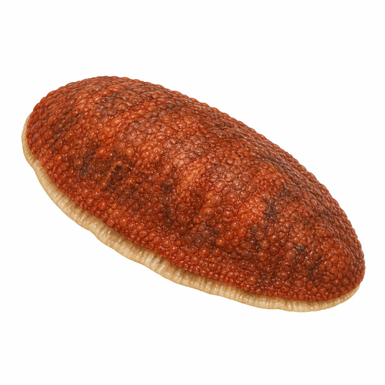 Gumboot Chiton