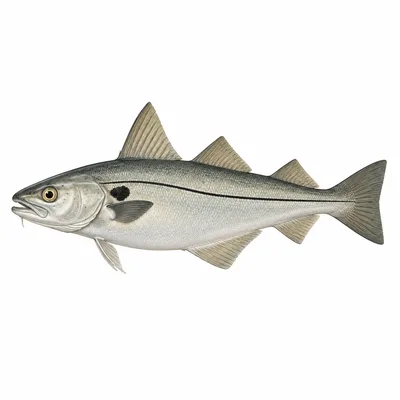 haddock