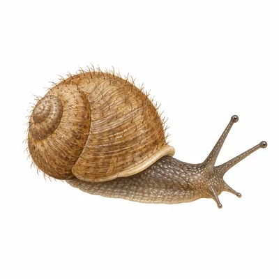 Hairy Snail