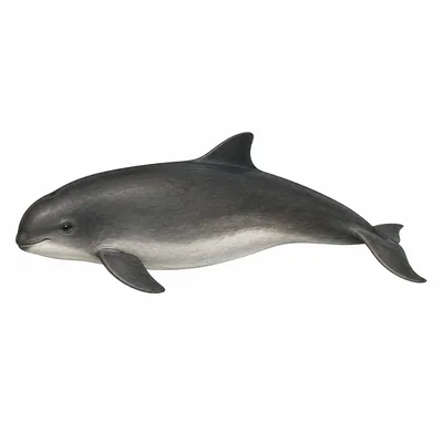 porpoise