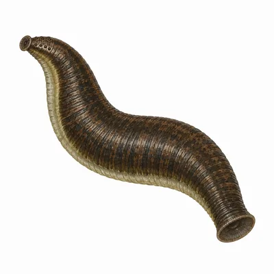 Horse Leech