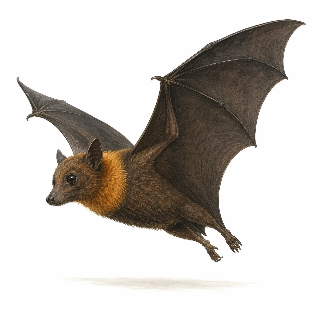 Indian Flying Fox