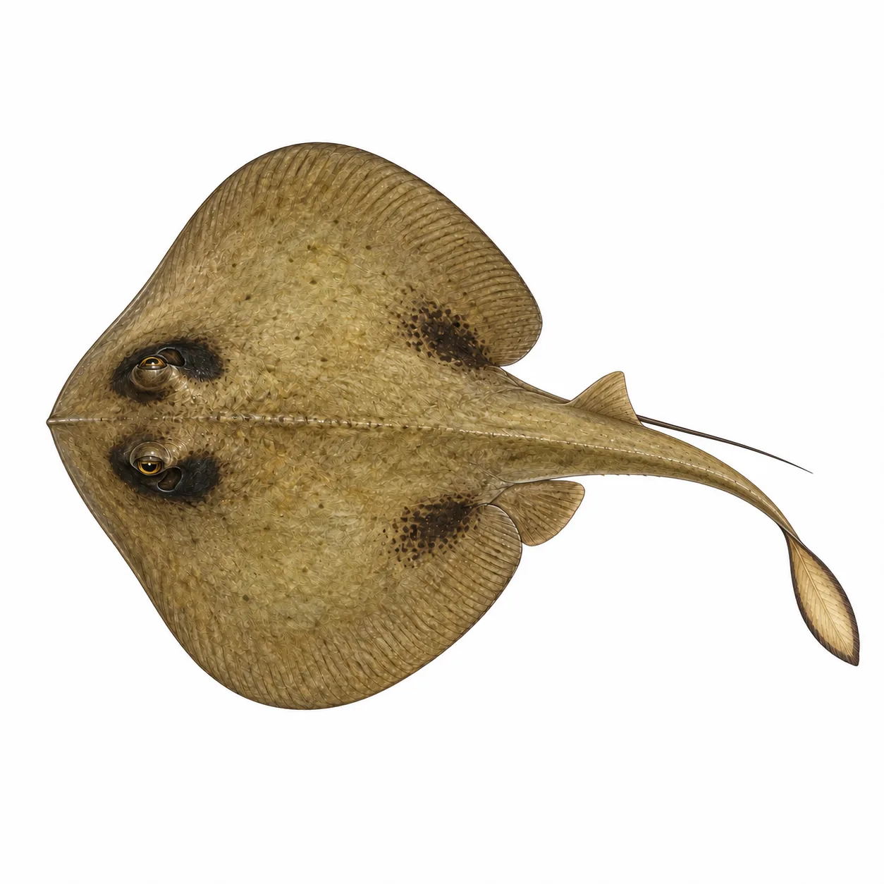 Kapala Stingaree