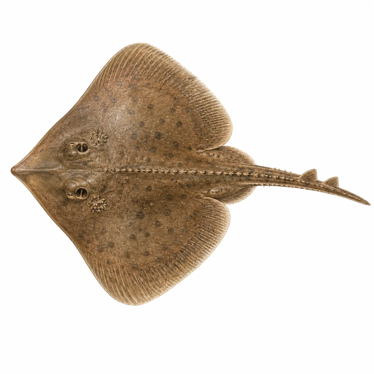Leucoraja erinaceus