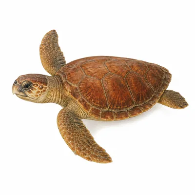アカウミガメ