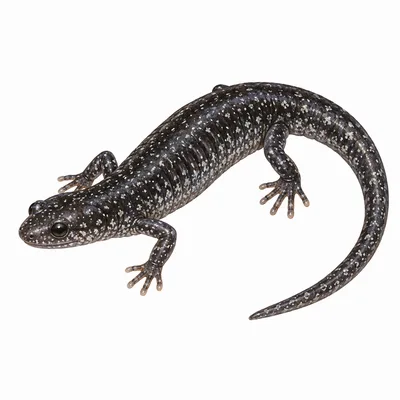 Northern Slimy Salamander